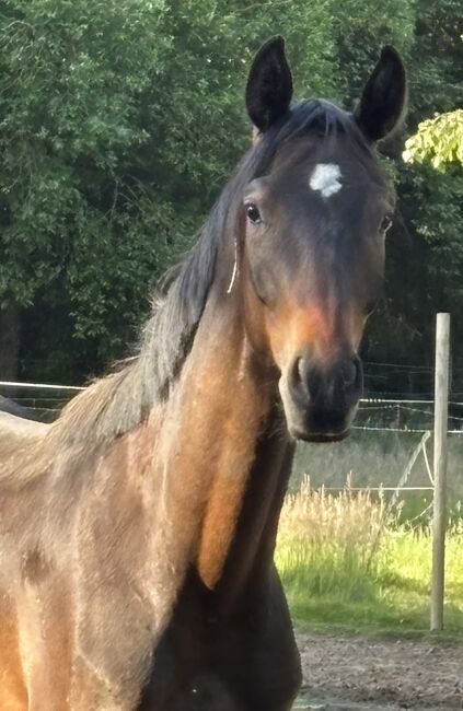 Tolles Pferd zum selber ausbilden, Jessy, Horses For Sale, Neustadt am Rübenberge, Image 3