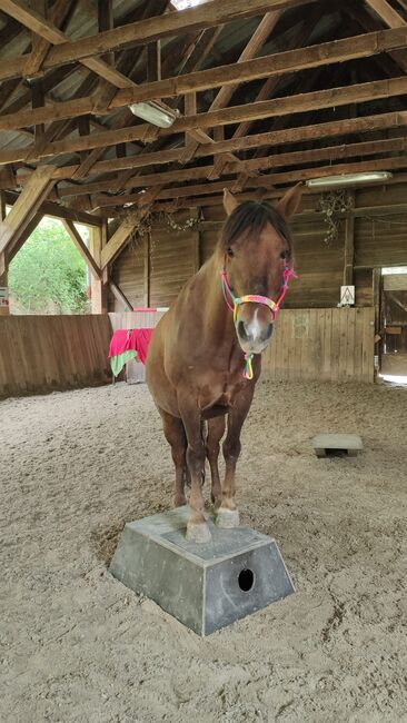 Toller Huzulenwallach, Petra Richter , Horses For Sale, Brunn/Gebirge, Image 3