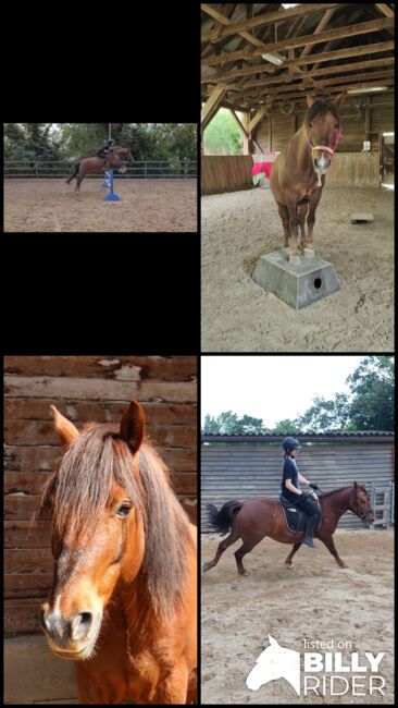 Toller Huzulenwallach, Petra Richter , Horses For Sale, Brunn/Gebirge, Image 5