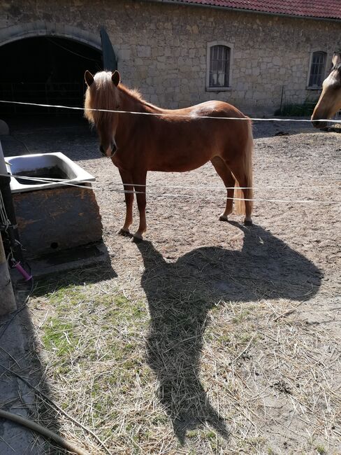 Tolle Isländer Stute Islandpferd, Bettina Müller , Horses For Sale, Salzhemmendorf , Image 4