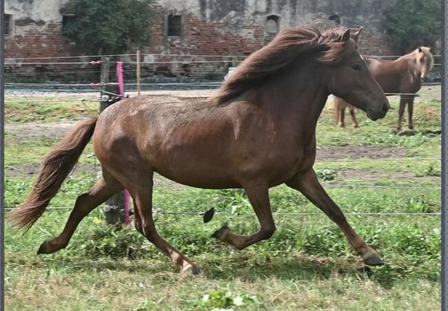 Tolle Isistute, Julia , Horses For Sale, Wöllersdorf 