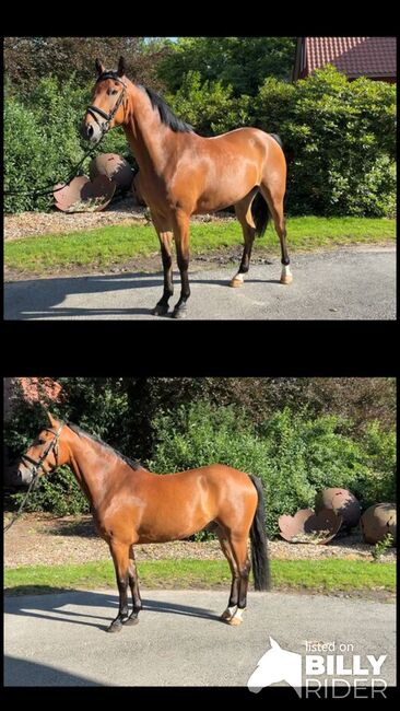 Tolles Springpony/Kinderpony/Freizeitpony/Hunter, Jess, Horses For Sale, Lachendorf, Image 3
