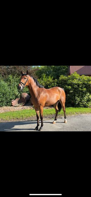 Tolles Springpony/Kinderpony/Freizeitpony/Hunter, Jess, Horses For Sale, Lachendorf