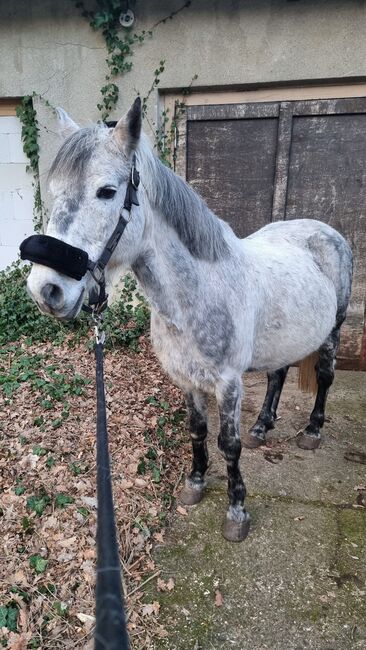 Toller Freizeit Wallach, Fuchs, Horses For Sale, Alt Ruppin