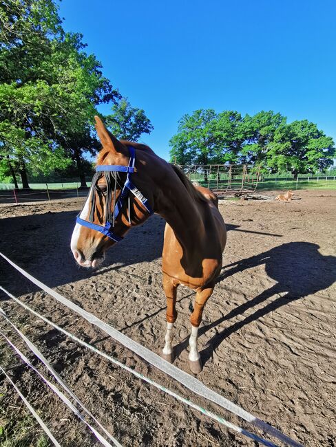 Tolles Freizeitpferd, Wallach, Katja, Horses For Sale, Diepenau 