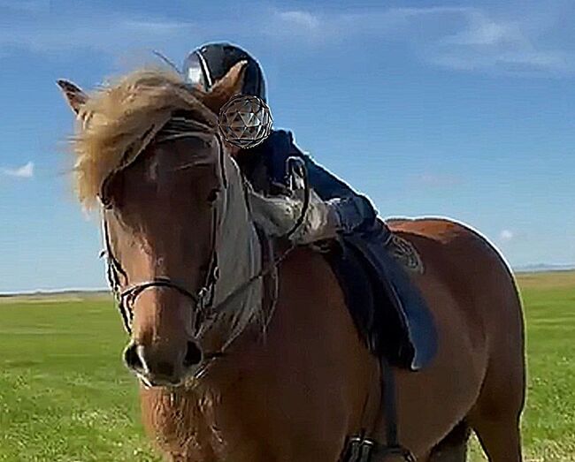 Toller Freizeitpartner für anspruchsvolle Reiter, Islandpferde-aus-Island, Horses For Sale, Südisland