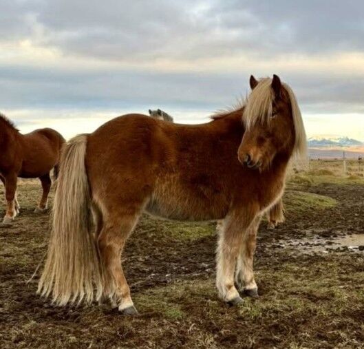 Toller Freizeitpartner für anspruchsvolle Reiter, Islandpferde-aus-Island, Horses For Sale, Südisland