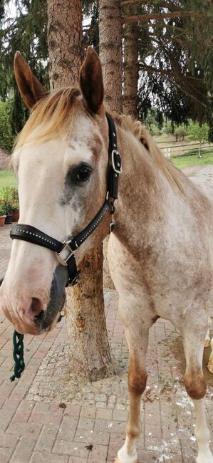 toller Freizeitpartner, Kerstin Rehbehn (Pferdemarketing Ost), Horses For Sale, Nienburg, Image 5