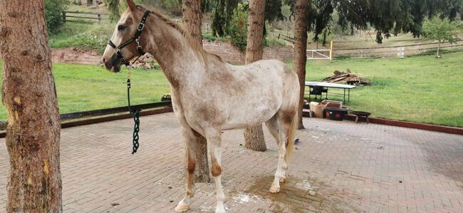 toller Freizeitpartner, Kerstin Rehbehn (Pferdemarketing Ost), Horses For Sale, Nienburg, Image 3