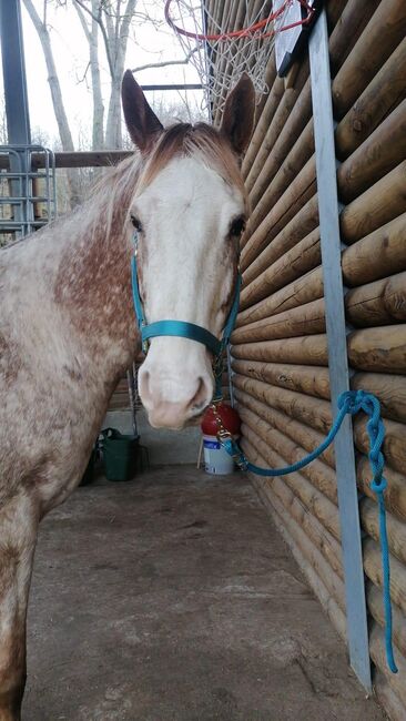 toller Freizeitpartner, Kerstin Rehbehn (Pferdemarketing Ost), Horses For Sale, Nienburg, Image 7