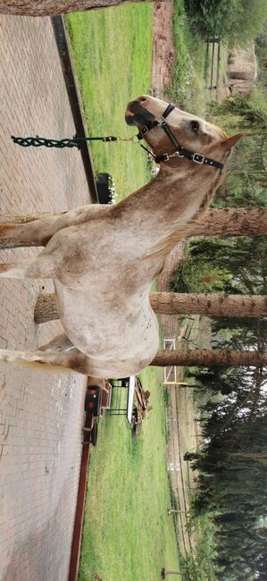 toller Freizeitpartner, Kerstin Rehbehn (Pferdemarketing Ost), Horses For Sale, Nienburg, Image 12