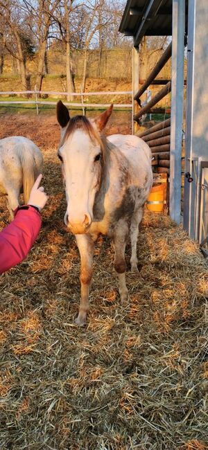 toller Freizeitpartner, Kerstin Rehbehn (Pferdemarketing Ost), Horses For Sale, Nienburg, Image 10