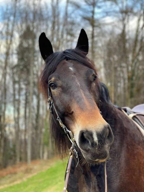 toller Freizeitpartner, Nadine, Horses For Sale, Niederweningen