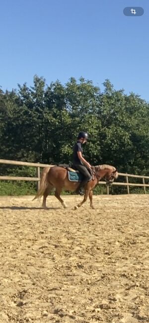 Tolles Freizeitpony mit Potential, Zoe Quanz, Horses For Sale, Baltmannsweiler , Image 4