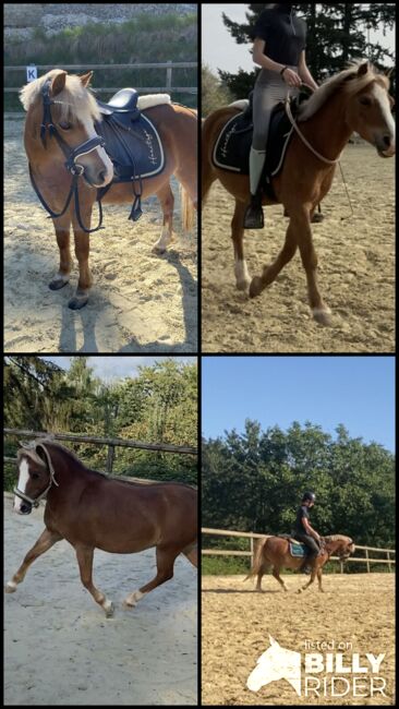 Tolles Freizeitpony mit Potential, Zoe Quanz, Horses For Sale, Baltmannsweiler , Image 7