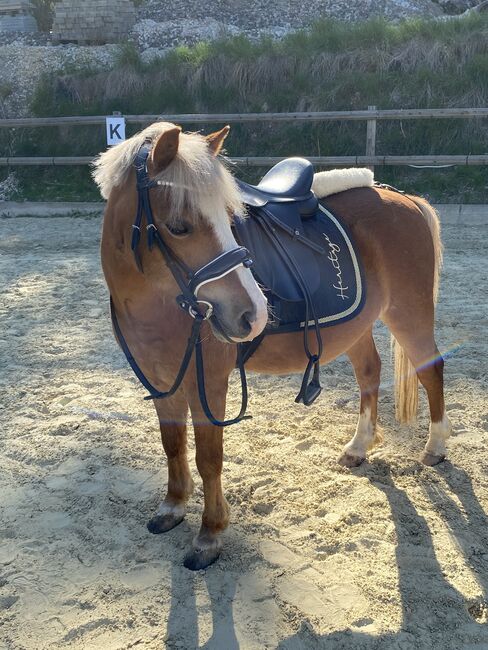 Tolles Freizeitpony mit Potential, Zoe Quanz, Horses For Sale, Baltmannsweiler 