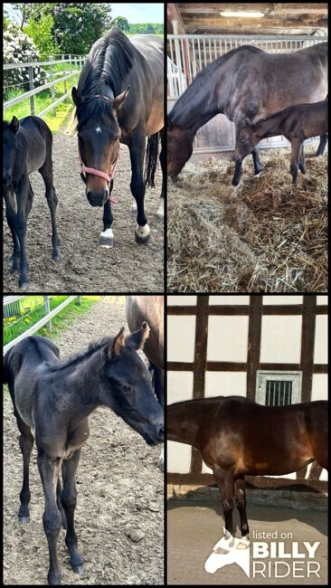 Tolle, freizeitgerittene Quarter Horse Stute, Kerstin Rehbehn (Pferdemarketing Ost), Horses For Sale, Nienburg, Image 5
