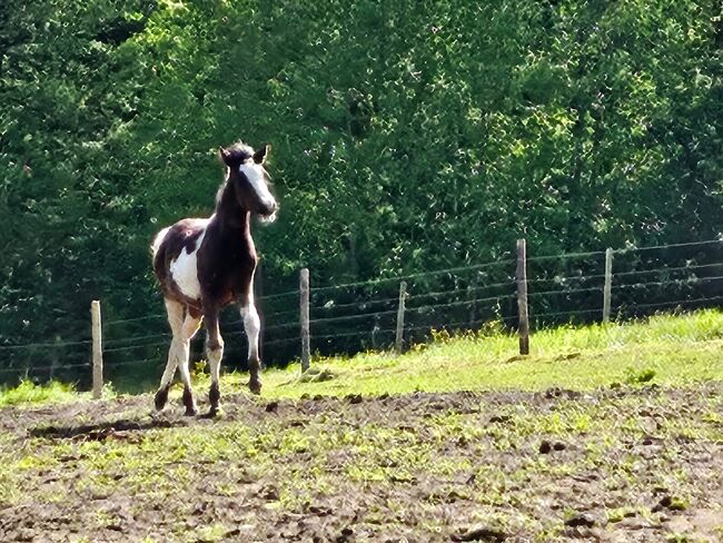 Toll gezeichneter Quarter Horse-Reitpony Nachwuchs, Kerstin Rehbehn (Pferdemarketing Ost), Horses For Sale, Nienburg, Image 12