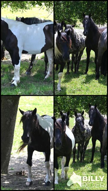 Toller Noriker Rappscheck Stute, Manuela KUBNY , Horses For Sale, Küßnach , Image 6