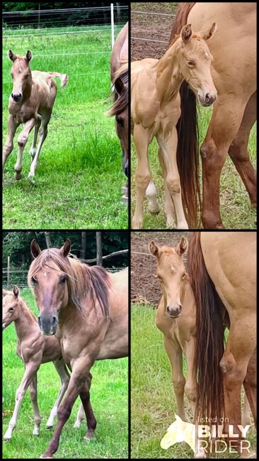 Toller Nachwuchs von Quarter Horse Hengst Hollys Electricspark, Kerstin Rehbehn (Pferdemarketing Ost), Horses For Sale, Nienburg, Image 4