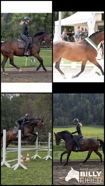Tolle Oldenburger Stute, Anna Bischof, Horses For Sale, Sankt Peter am Kammersberg, Image 5