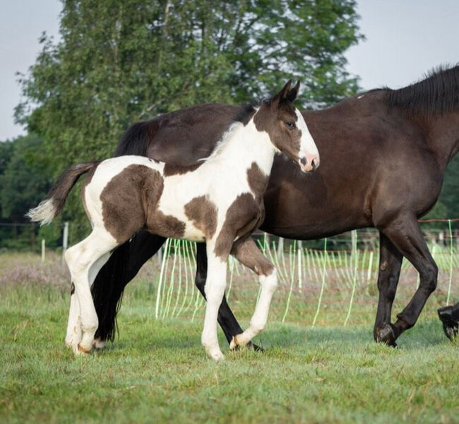 Tolles OS Hengstfohlen in einprägsamer Färbung Rappschecke Fohlen, Lisa, Horses For Sale, Brake, Image 17