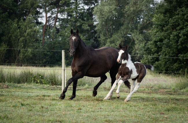 Tolles OS Hengstfohlen in einprägsamer Färbung Rappschecke Fohlen, Lisa, Horses For Sale, Brake, Image 4