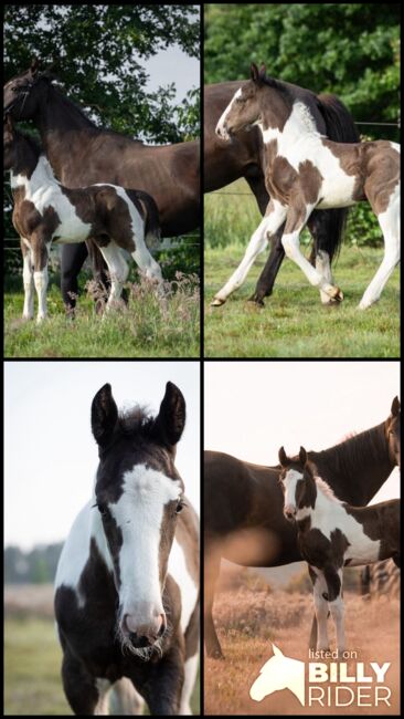 Tolles OS Hengstfohlen in einprägsamer Färbung Rappschecke Fohlen, Lisa, Horses For Sale, Brake, Image 19