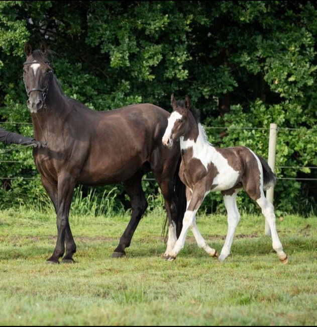 Tolles OS Hengstfohlen in einprägsamer Färbung Rappschecke Fohlen, Lisa, Horses For Sale, Brake, Image 11