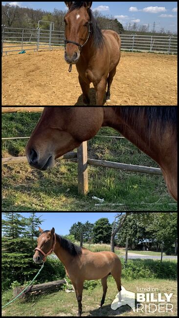 Toller Paint Wallach, Verena, Horses For Sale, Klein-Reinprechtsdorf, Image 4