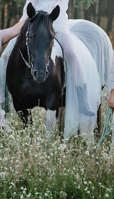 Tolle Paint Horse Stute mit super Charakter, Kerstin Rehbehn (Pferdemarketing Ost), Horses For Sale, Nienburg, Image 7