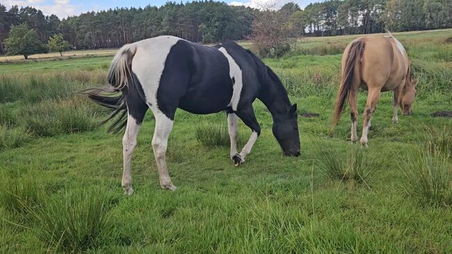 Tolle Paint Horse Stute mit super Charakter, Kerstin Rehbehn (Pferdemarketing Ost), Horses For Sale, Nienburg, Image 3