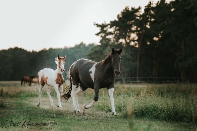 Tolle Paint Horse Stute mit super Charakter, Kerstin Rehbehn (Pferdemarketing Ost), Horses For Sale, Nienburg, Image 9