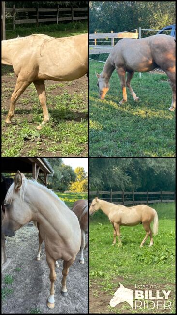 toller Paint Horse Hengst in palomino, Kerstin Rehbehn (Pferdemarketing Ost), Horses For Sale, Nienburg, Image 12