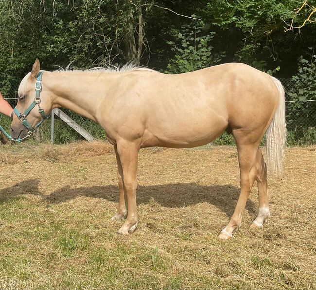 toller Paint Horse Hengst in palomino, Kerstin Rehbehn (Pferdemarketing Ost), Horses For Sale, Nienburg, Image 5