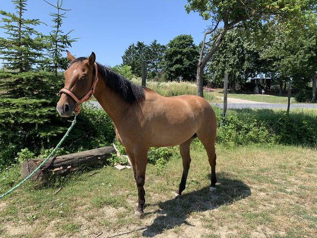 Toller Paint Wallach, Verena, Horses For Sale, Klein-Reinprechtsdorf, Image 3