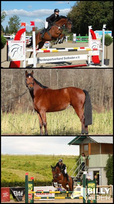 Toller Partner für Sport und Freizeit, Dorothee Dreher , Horses For Sale, Lörrach , Image 4