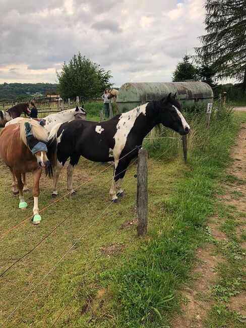 Toller Pintohengst (Paintabst.), Tina, Horses For Sale, Calden, Image 5