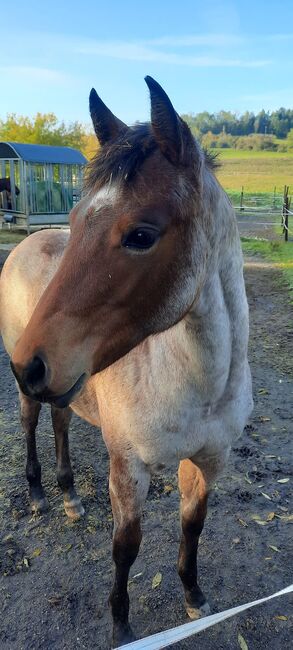 tolles Pleasure/Allround Prospekt in bay roan, Kerstin Rehbehn (Pferdemarketing Ost), Horses For Sale, Nienburg, Image 9