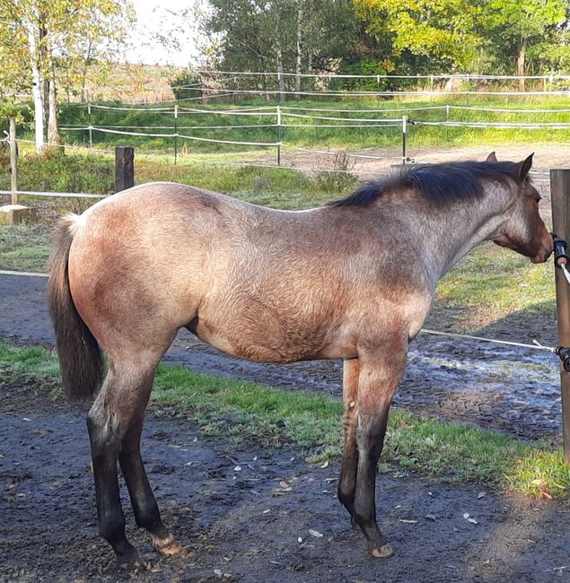 tolles Pleasure/Allround Prospekt in bay roan, Kerstin Rehbehn (Pferdemarketing Ost), Horses For Sale, Nienburg, Image 10