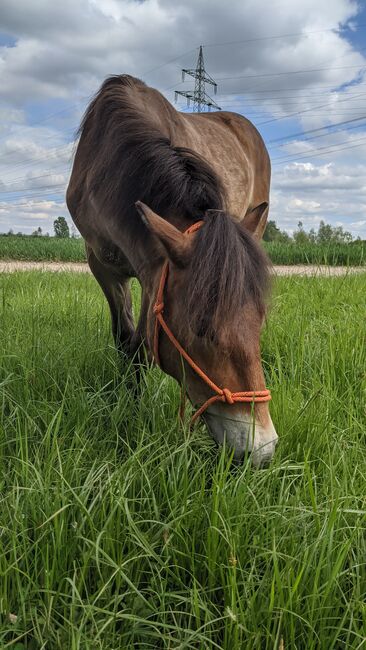 Toller nervenstarker Ponywallach mit viel Potential sucht Traumzuhause, Franziska, Horses For Sale, Langenau