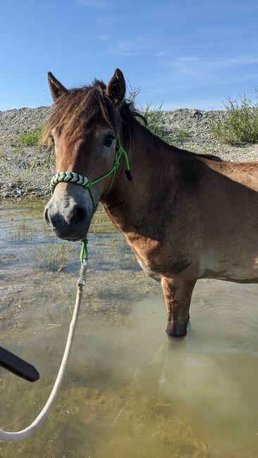 Toller nervenstarker Ponywallach mit viel Potential sucht Traumzuhause, Franziska, Horses For Sale, Langenau, Image 5