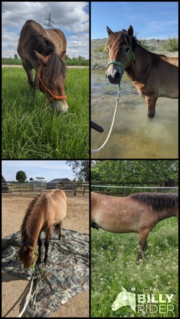 Toller nervenstarker Ponywallach mit viel Potential sucht Traumzuhause, Franziska, Horses For Sale, Langenau, Image 7