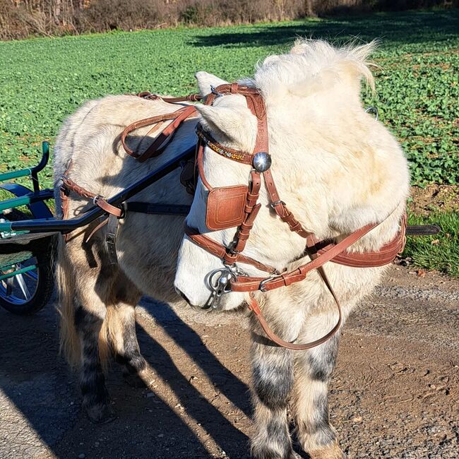 Tolles Pony mit viel Potential, Jacky, Horses For Sale, Sulzbach-Rosenberg, Image 9