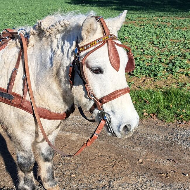 Tolles Pony mit viel Potential, Jacky, Horses For Sale, Sulzbach-Rosenberg, Image 8