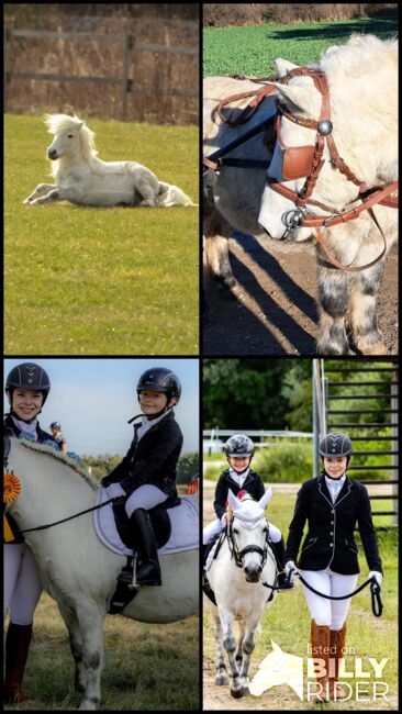 Tolles Pony mit viel Potential, Jacky, Horses For Sale, Sulzbach-Rosenberg, Image 11