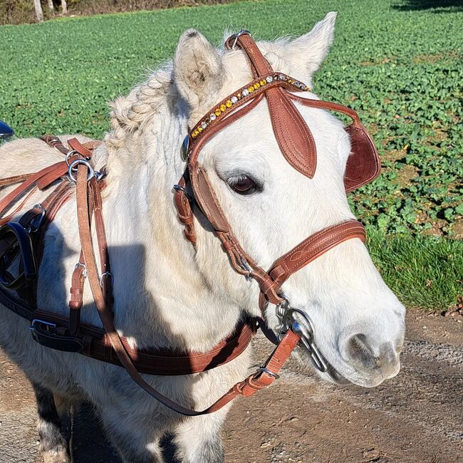 Tolles Pony mit viel Potential, Jacky, Horses For Sale, Sulzbach-Rosenberg, Image 10