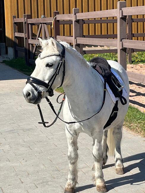 Tolles Pony mit viel Potential, Jacky, Horses For Sale, Sulzbach-Rosenberg, Image 2