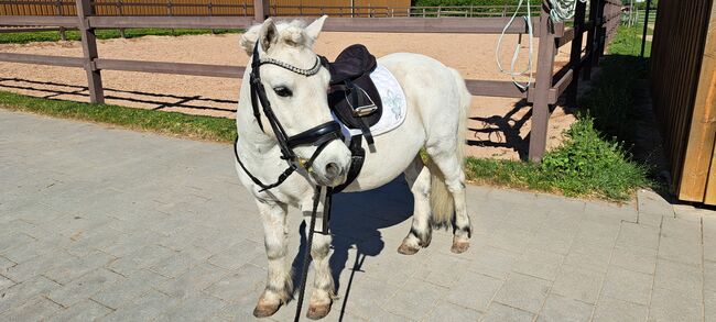 Tolles Pony mit viel Potential, Jacky, Horses For Sale, Sulzbach-Rosenberg, Image 3