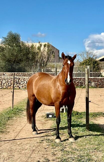 Tolle PRE Stute, Enkelin von Impaciente II, ISPA - Iberische Sportpferde Agentur (ISPA - Iberische Sportpferde Agentur), Horses For Sale, Bedburg
